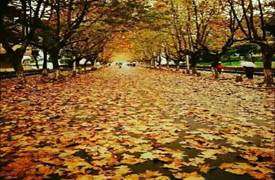 D4505C89FA8C76D404F587B8413CE410