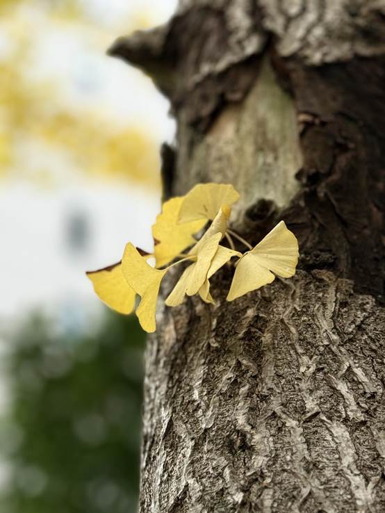 02枯木逢秋-张凌子