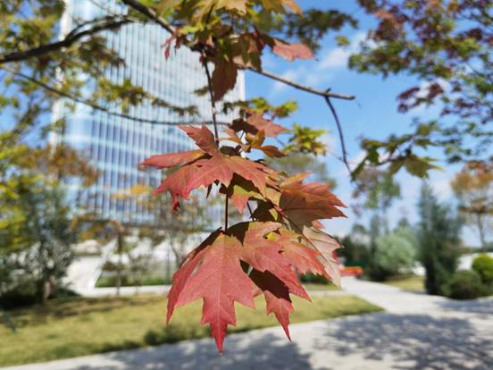 岁月如诗 秋色似画-刘静