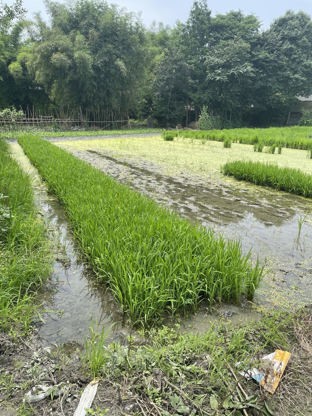 说明: https://135editor.cdn.bcebos.com/files/users/882/8823604/202106/2d6AKEqI_XBr7.jpg