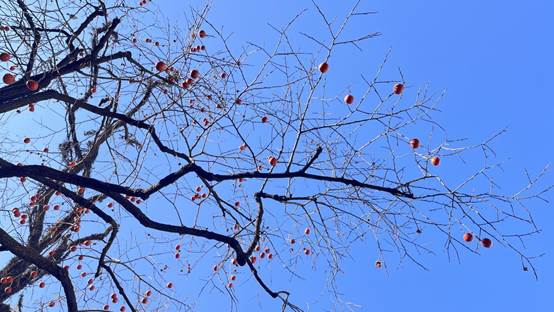 跃上枝头、柿柿如意-苏顺宗