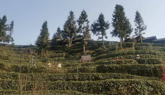 说明: 道茶山庄-茶山